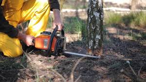 Best Emergency Tree Removal  in Rochester, MI