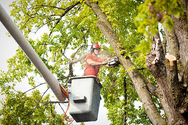 Best Storm Damage Tree Cleanup  in Rochester, MI